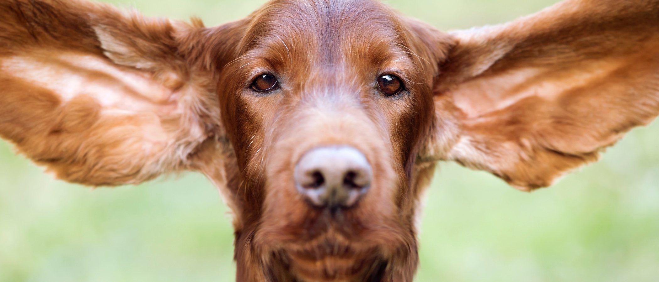 Problemas de audición en perros