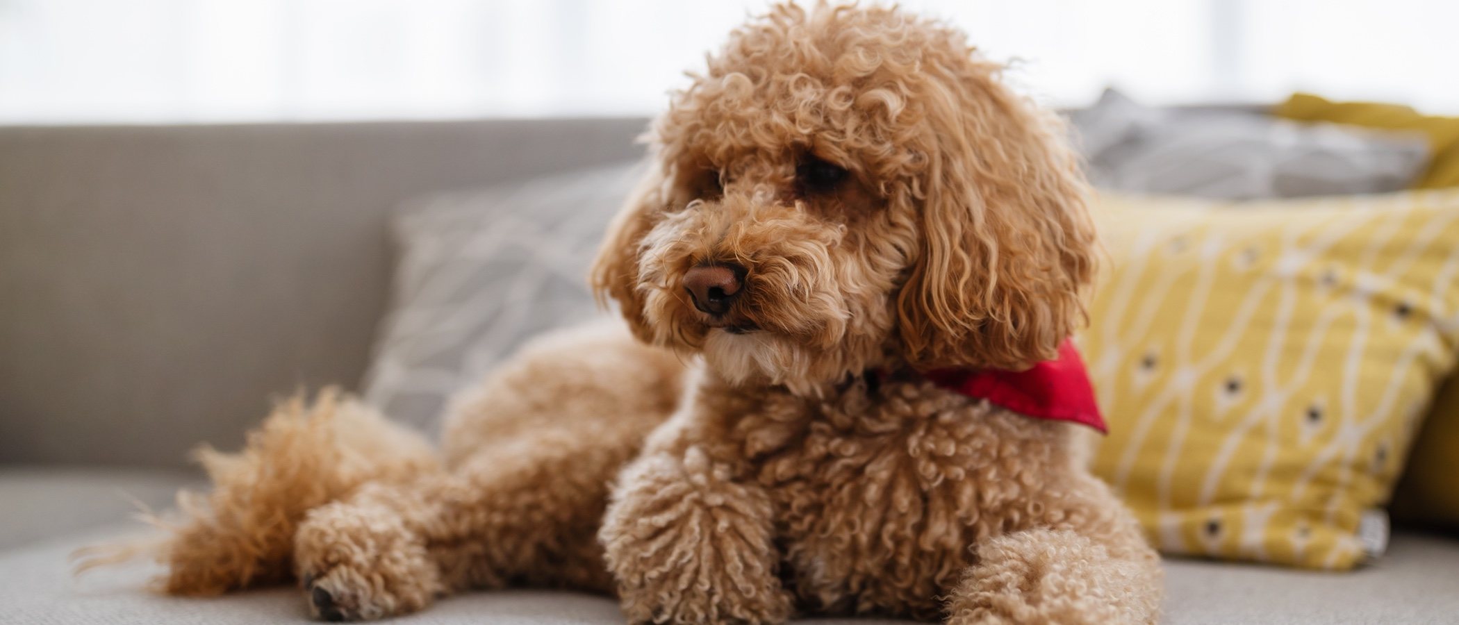 Caniche enano o Poodle: conoce esta raza de perro