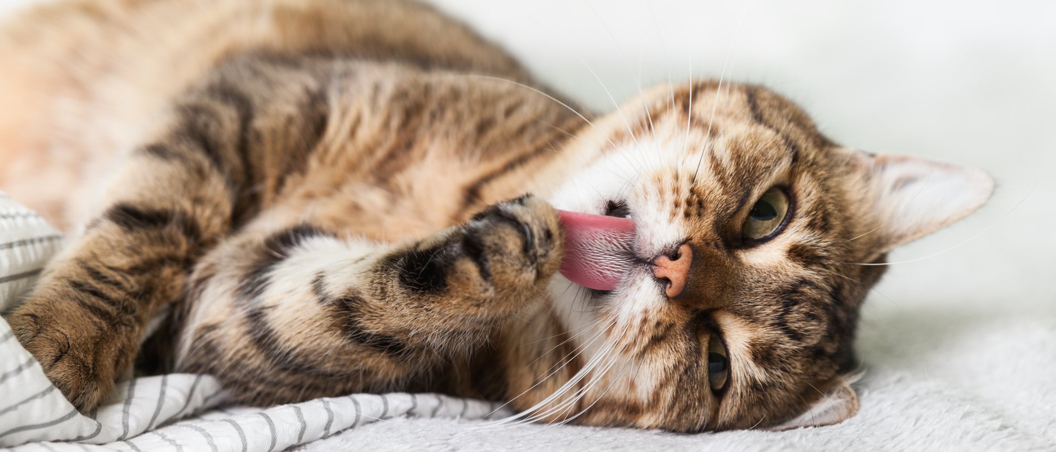 Cómo detectar un golpe de calor en gatos