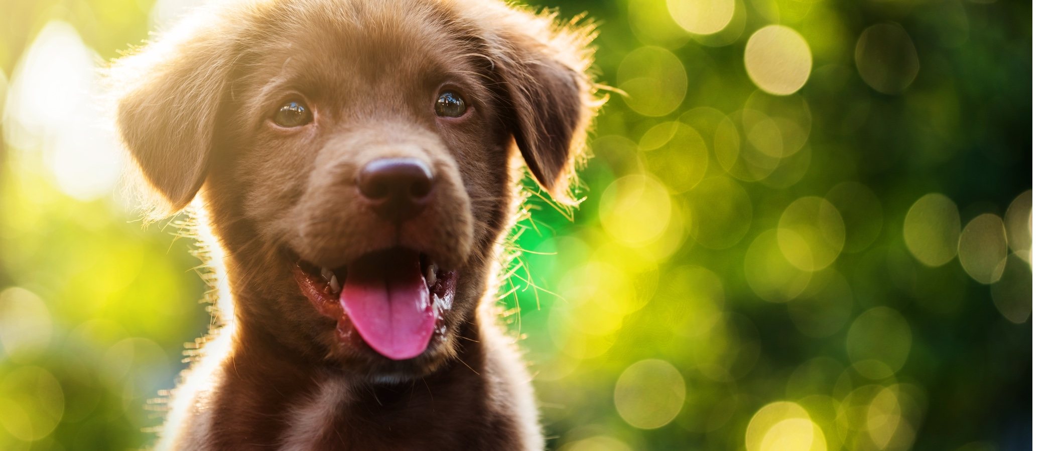 Cómo educar a un cachorro