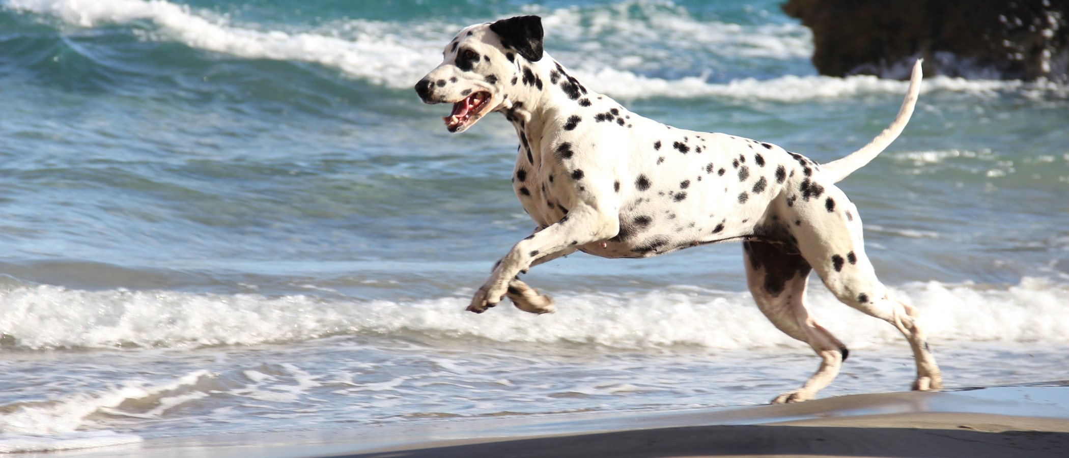 Playas a las que se puede ir con perros en España