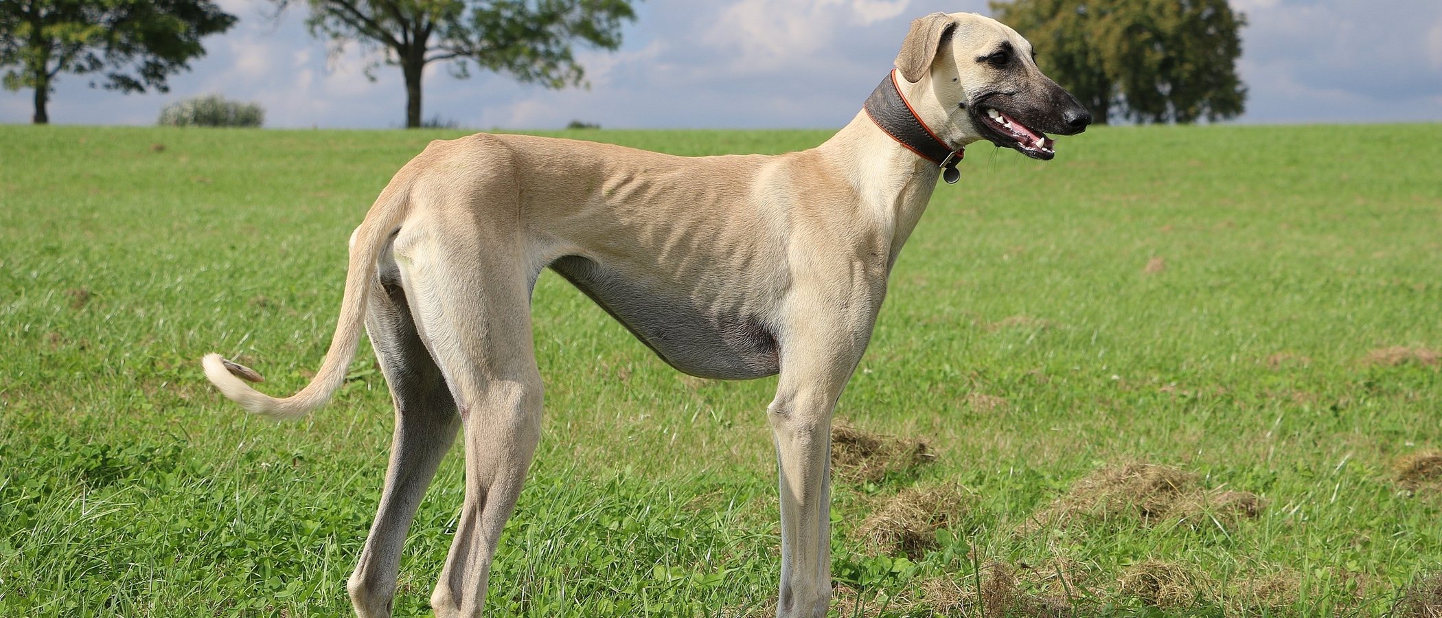 Razas de perro: Sloughi o Lebrel árabe