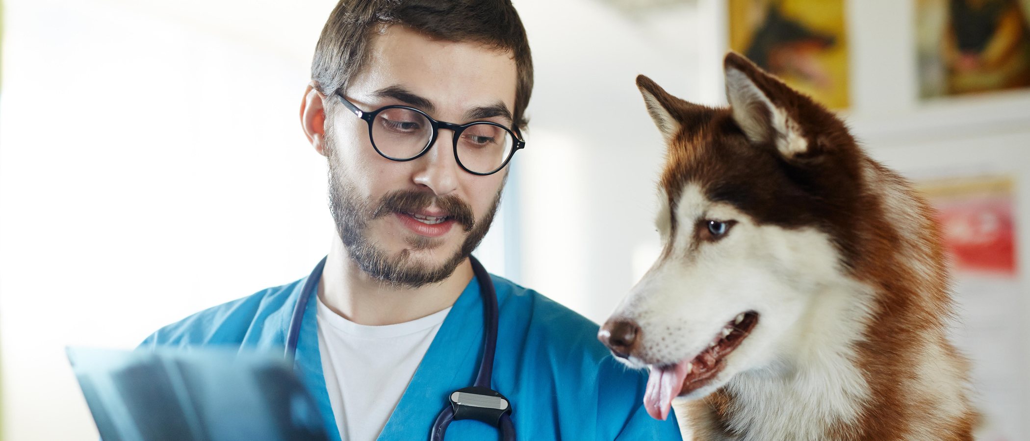 Cómo tratar la sarna en los perros