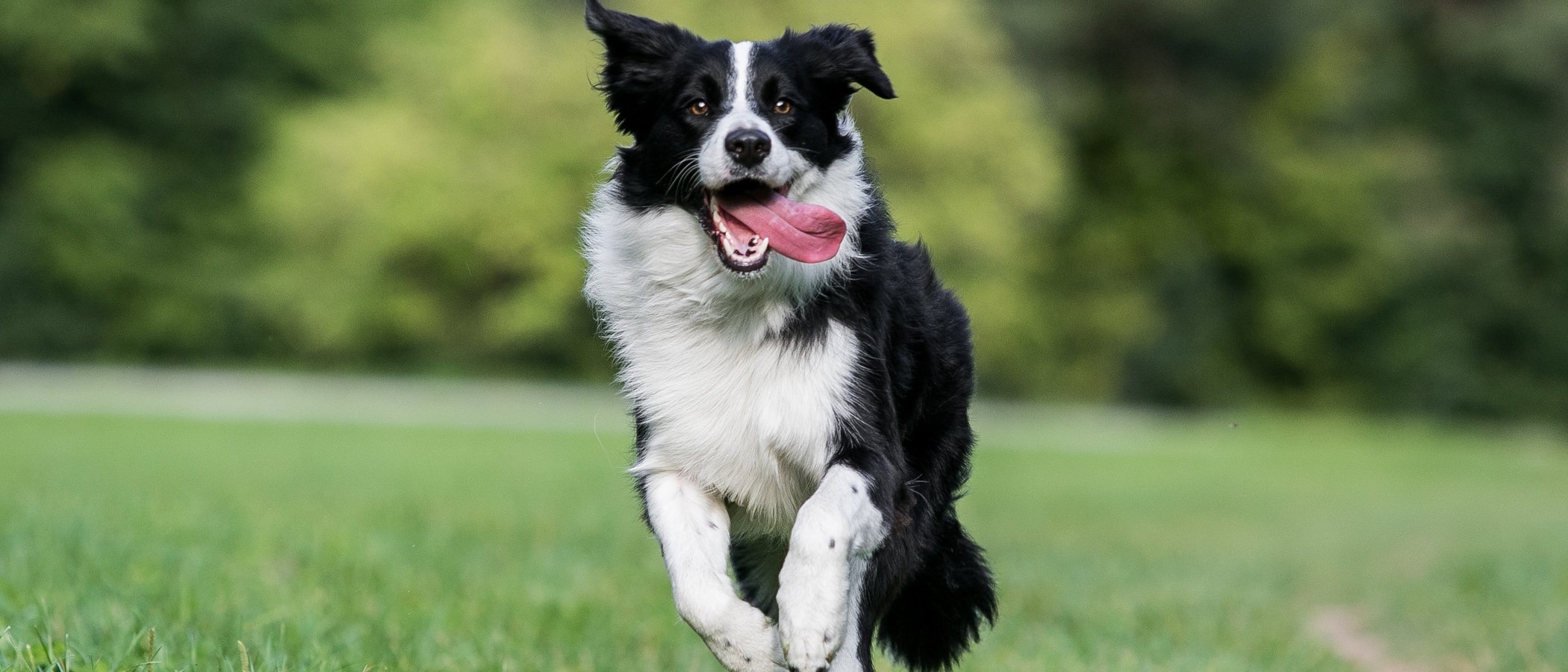 Tipos de la raza de perro Collie