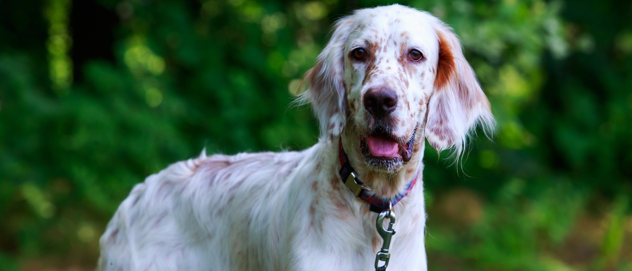 Tipos de Setter: descubre todo sobre esta raza