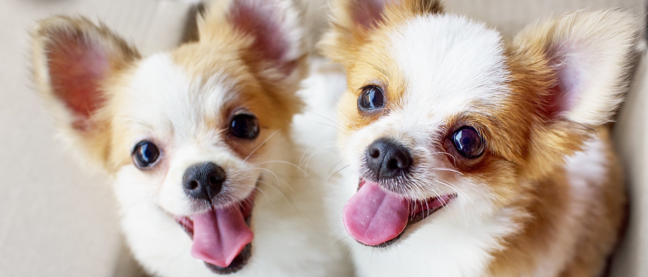 10 curiosidades sobre los perros Chihuahua