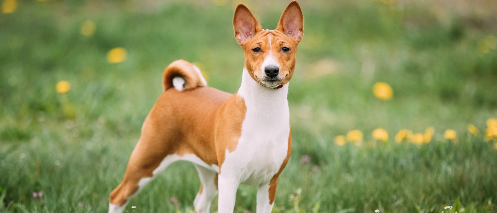 Razas de perro: Basenji