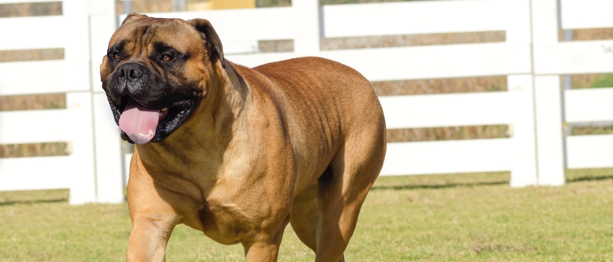 Alano español: conoce todo sobre esta raza de perro