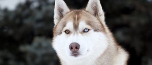 Enfermedades comunes del Husky siberiano