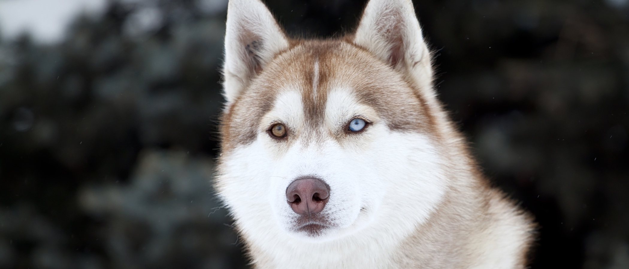 Enfermedades comunes del Husky siberiano