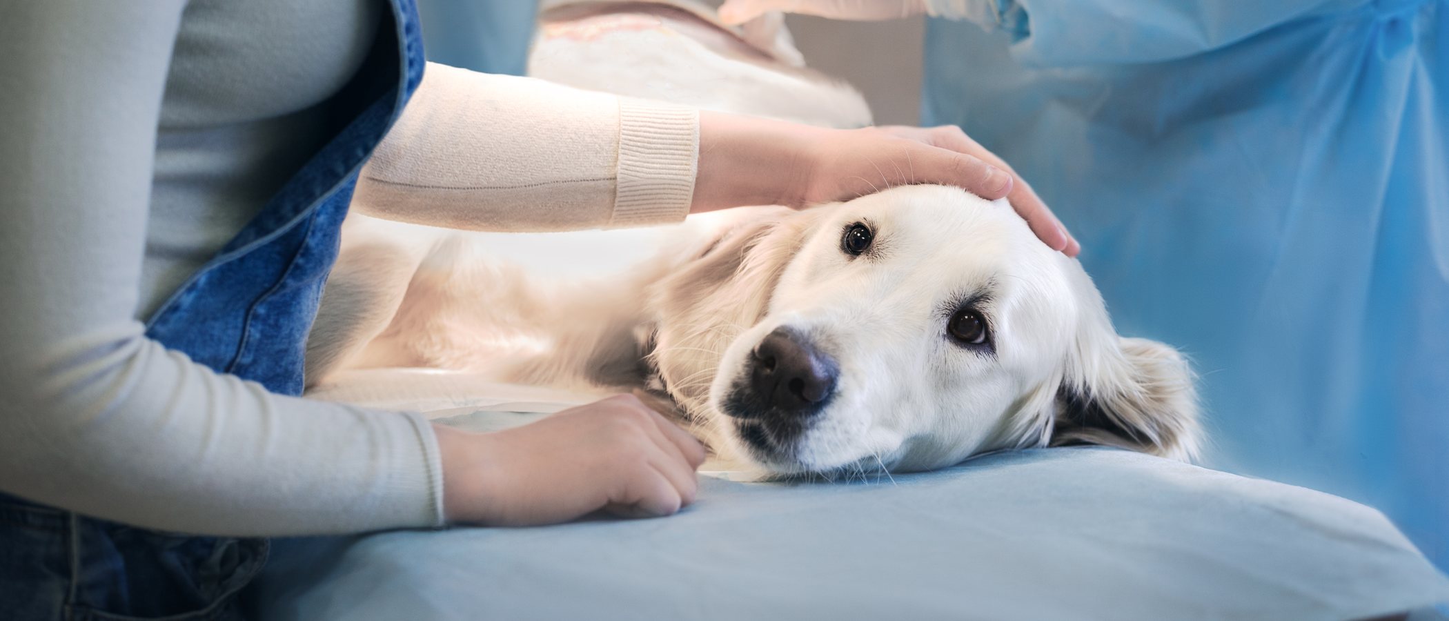 Cuidados postoperatorios de un perro tras una operación