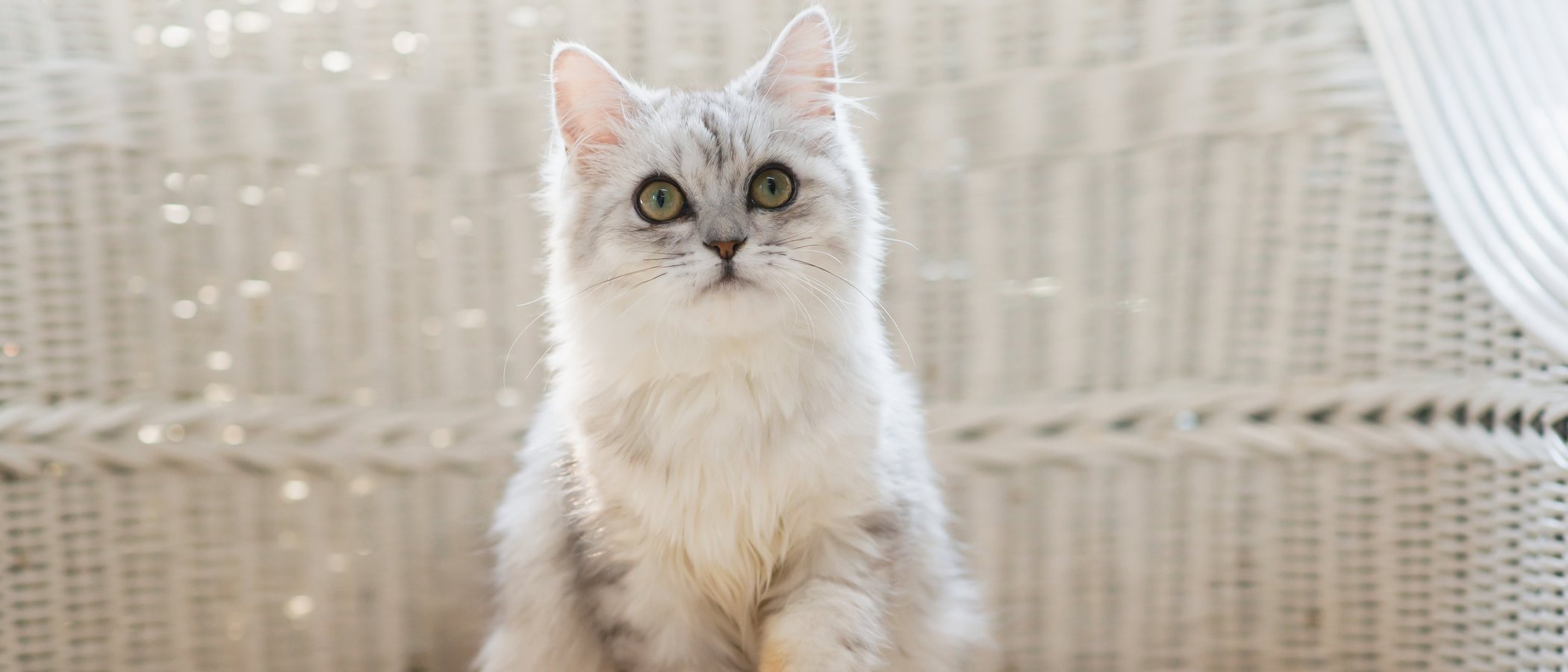 Razas de gato con el pelo largo