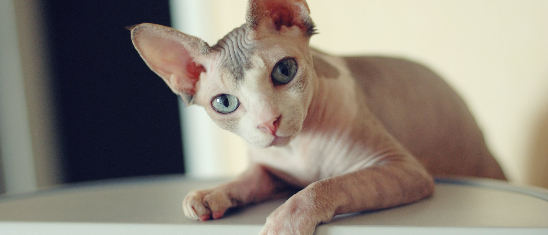 Razas de gato de pelo corto