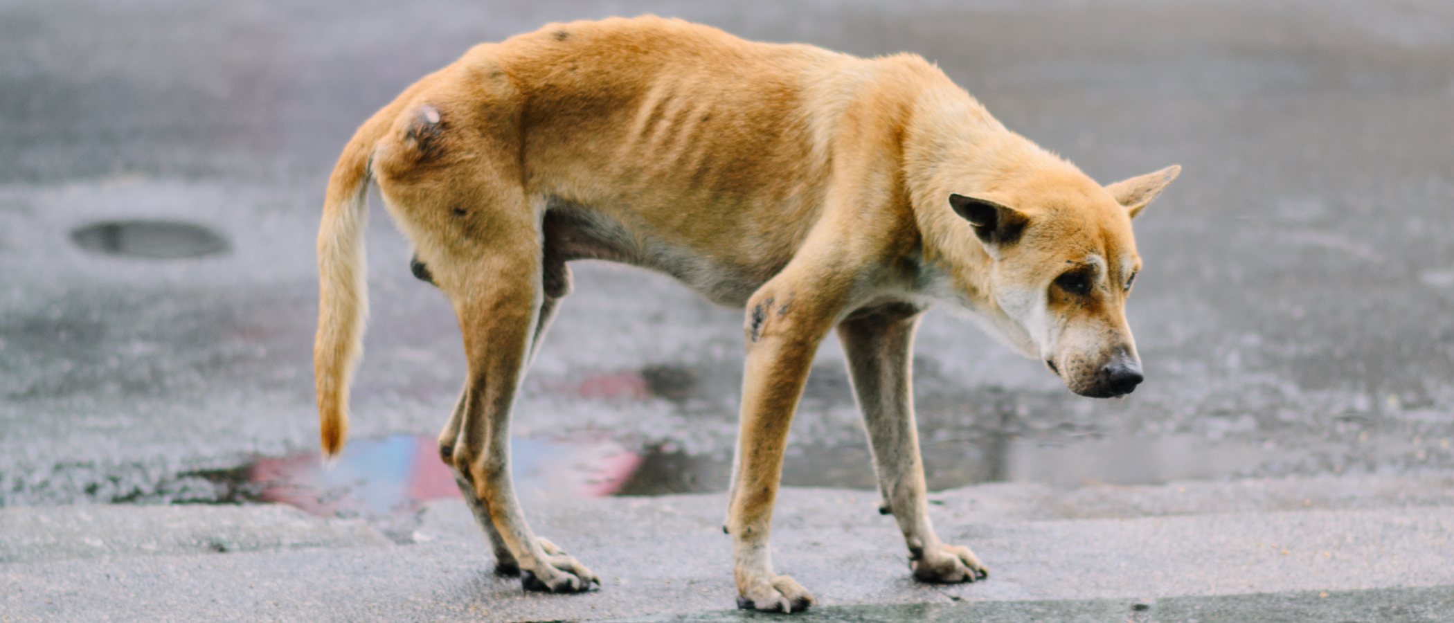 Anorexia en perros: cuidados y consejos