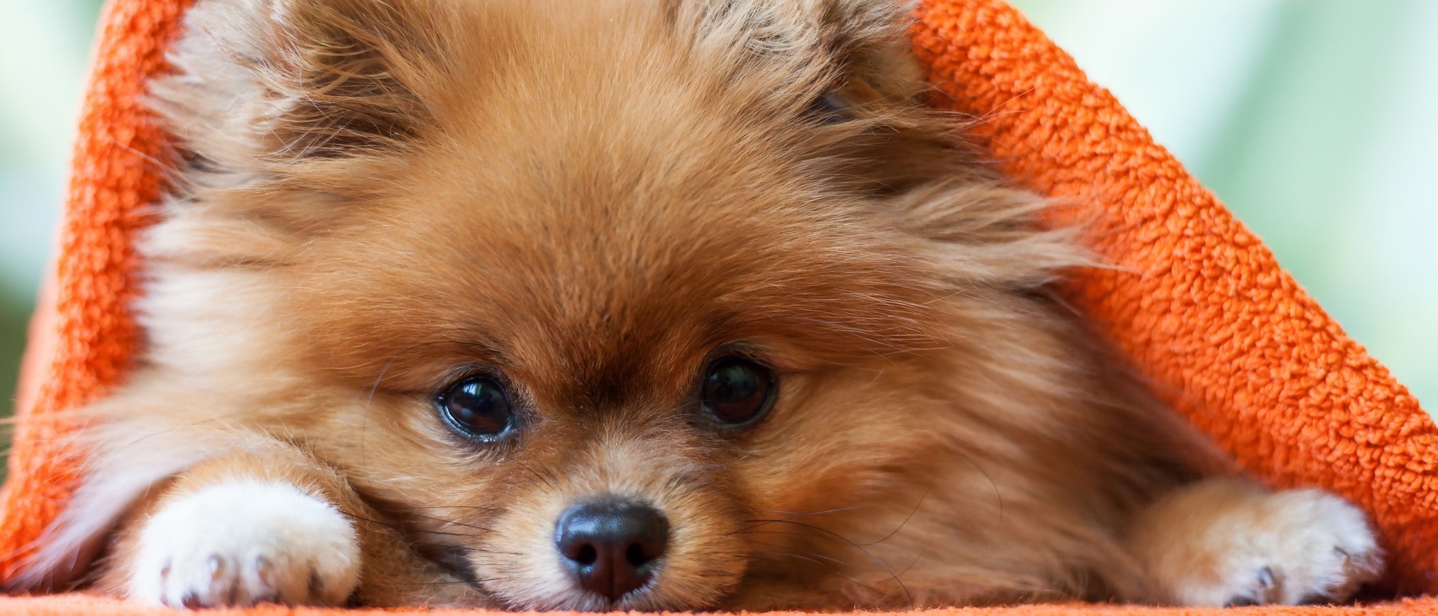 Aspectos a tener en cuenta a la hora de tener una mascota