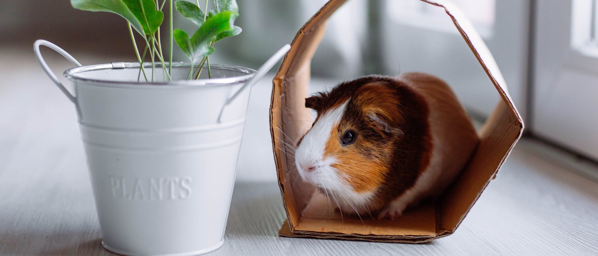 Cómo proteger a tu cobaya del frío