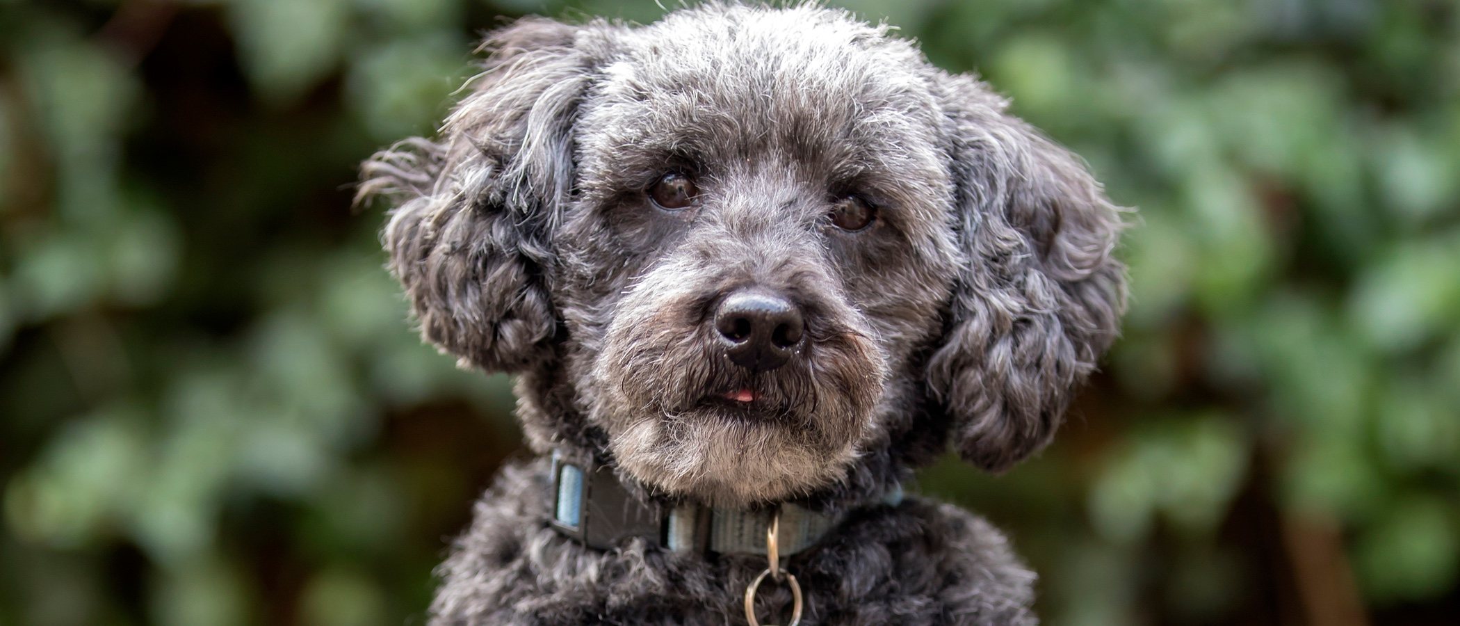 Razas de perro: Schnoodle