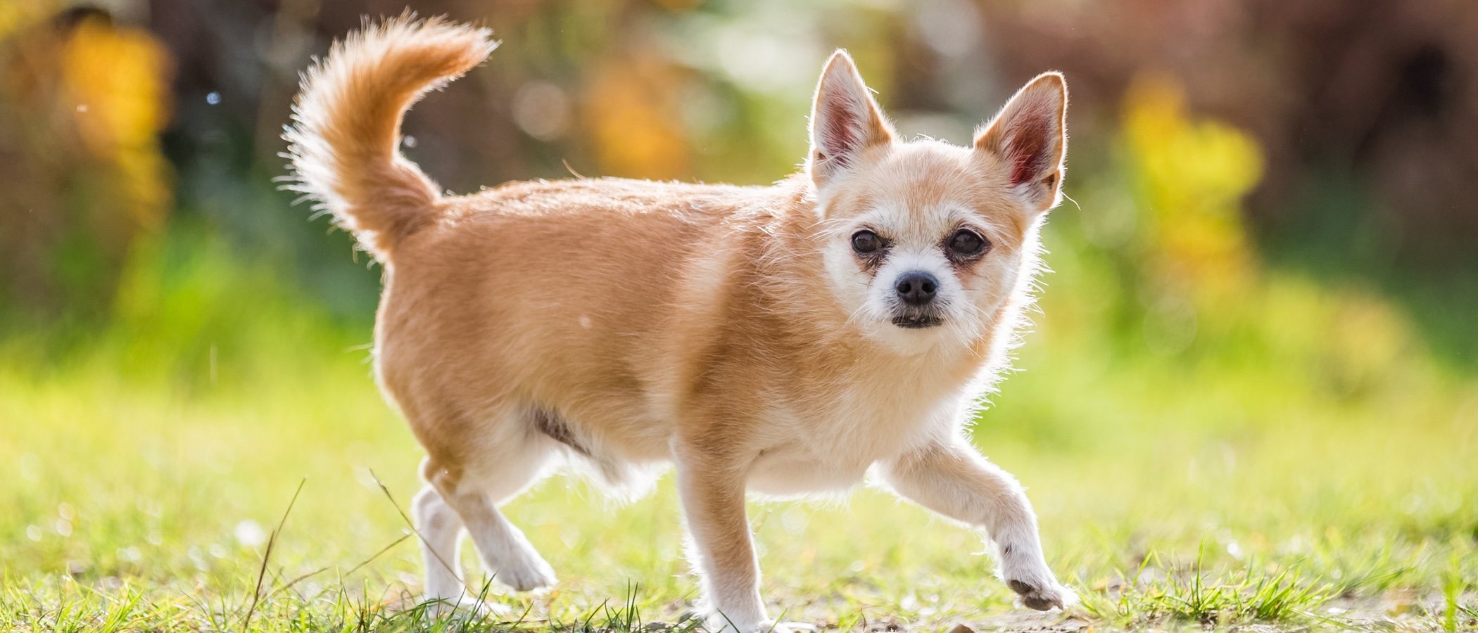 Chorkie: conoce todo sobre esta peculiar raza de perro