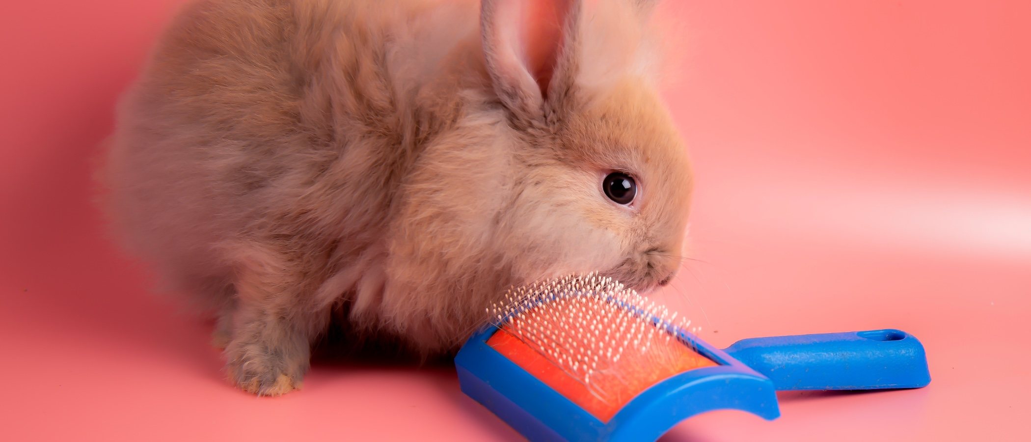 Accesorios para conejos