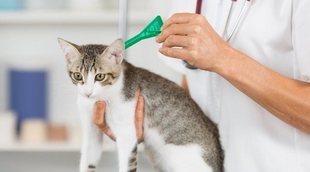 Pipetas para gatos: lo que necesitas saber