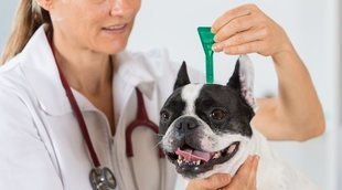 Pipetas para perros: lo que necesitas saber