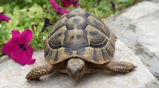 Mi tortuga no come, ¿cuál es la razón?