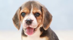 Jugar con tu cachorro de perro: ideas y claves