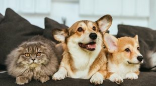 Beneficios de tener una mascota en casa durante la cuarentena