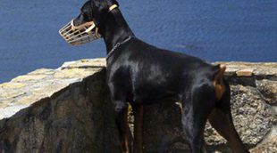 Cuándo poner un bozal a un perro