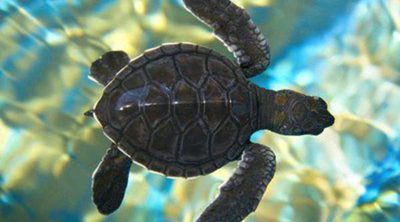 Tortugas de agua