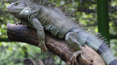 Cómo cuidar una iguana