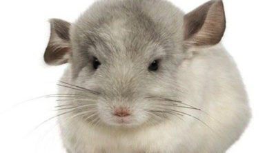 Consejos para cuidar a una chinchilla