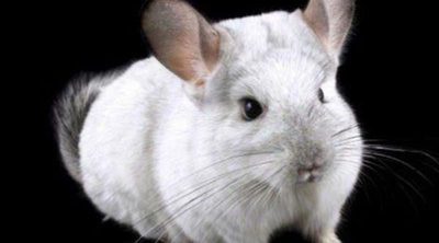 La chinchilla, una mascota para nuestra casa