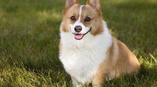 Ventajas e inconvenientes de tener como mascota un perro de raza Corgi