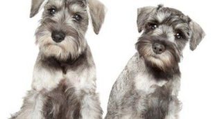 Diferencias entre los Schnauzer miniatura, estándar y gigante: ¿Cuál elijo como mascota?