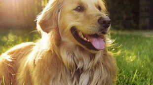 Características del Golden Retriever: una mascota cariñosa