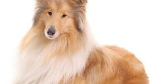 Tengo un Collie: ¿cuáles son las características y los cuidados de esta raza de perro?