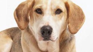 Razas de perros: Foxhound americano