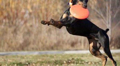 Deportes para perros: mantén a tu mascota fuerte y sana