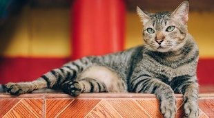 Problemas felinos: ¿qué son las feromonas?