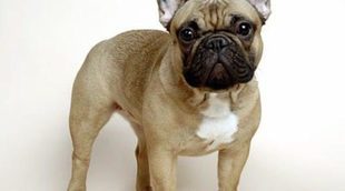 Razas de perros: Bulldog