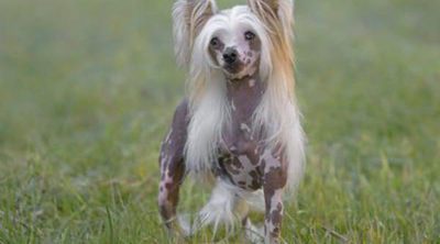 Razas de perros: Crestado de China