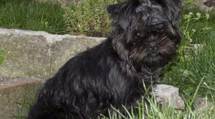 Razas de perros: Affenpinscher