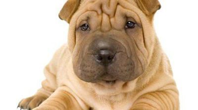 Shar Pei: Razas de perros