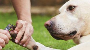 Cómo cortar las uñas de un perro