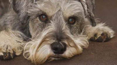 Schnauzer: razas de perros