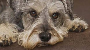 Schnauzer: razas de perros