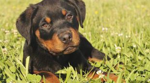 Rottweiler: Razas de perros