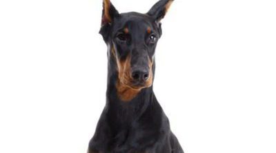 Doberman: Razas de perros