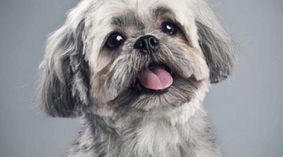 Shih Tzu: Razas de perros